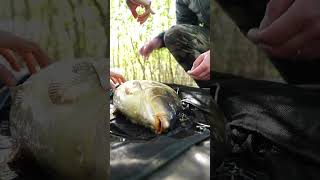 The ClubCarp social  biggest fish at Norton Disney [upl. by Dronel]