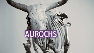 Aurochs [upl. by Farmelo968]