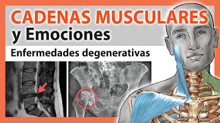 🛑 CADENAS MUSCULARES y Emociones 👉 Lumbalgia Cervicalgia Hernia discal Artrosis y Tendinitis [upl. by Yelyk]