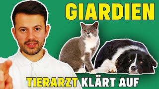 Giardien bei Hund und Katze  Was tun bei Giardiose [upl. by Cawley]