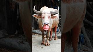 खानालाओरे funny comedy animals buffalovideo buffaloshorts [upl. by Duncan]