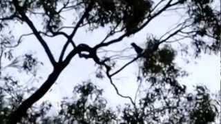 Call of the Pied Currawong [upl. by Moll]