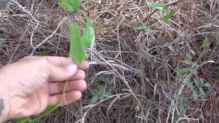 Wild edible foraging in Florida [upl. by Auos927]