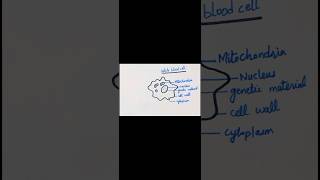 How to draw a general diagram of white blood cellviralshorts biologydiagrams ytshorts youtube [upl. by Eddina]