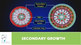 SECONDARY GROWTH [upl. by Liauqram366]