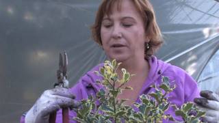 Plant Care amp Gardening  How to Prune Holly Shrubs [upl. by Embry]