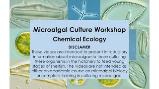 7 Microalgal Culture Workshop Chemical Ecology [upl. by Crabb]