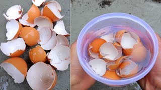 YOU WILL NEVER THROW AWAY EGGSHELLS IF YOU WATCHING THIS VIDEO  egg shells  garden [upl. by Kalb506]