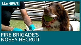 London Fire Brigades new four legged recruit  ITV News [upl. by Navlys660]