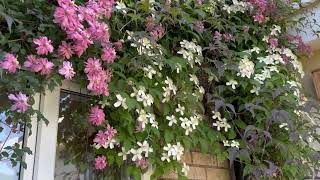 Growing Clematis in Pots [upl. by Pillsbury581]