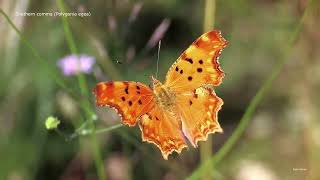 Southern comma butterfly Polygonia egea [upl. by Ahrens]