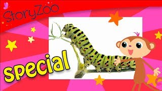 Insecten Special • 8 minuten • StoryZoo [upl. by Aroc901]