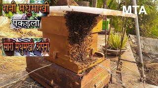 रानी मधुमक्खी पकड़लो सारे मक्खी अपने आप आजाएंगे  catch the queen bee [upl. by Euqinorev559]