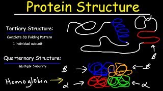 Protein Structure  Primary Secondary Tertiary amp Quarternary  Biology [upl. by Airyk]