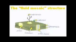 Structure of Cell Membranes  A Level Biology  OCR AQA Edexcel [upl. by Eugenle]