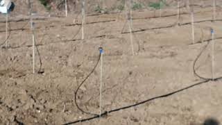 Micro sprinkler system for vegetable goa [upl. by Nussbaum650]