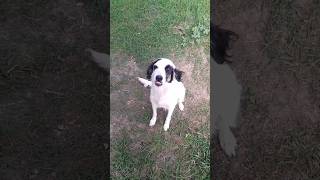 My Dog my protector Spotty dog goat caribbean animalshorts animals [upl. by Tsepmet]