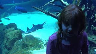 Kids facts  sawfish [upl. by Lasko]