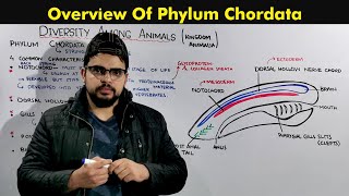 Introduction To Chordata  Diversity In Living Organisms  Biology Class 9 [upl. by Jillane471]