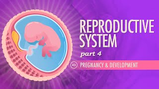 Reproductive System Part 4  Pregnancy amp Development Crash Course Anatomy amp Physiology 43 [upl. by Atrebor]