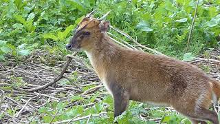 muntjac deer barking ladywalk nature reserve [upl. by Esyli]