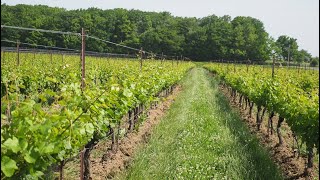 The Niagara wine region Canada [upl. by Ellesor]