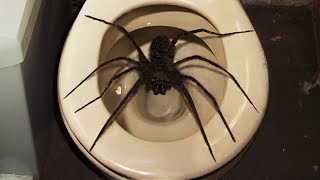 10 Biggest Spiders Ever Encountered [upl. by Kirshbaum]