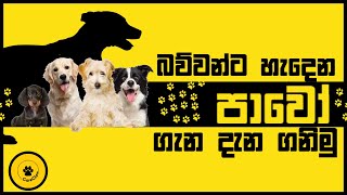 බව්වන්ට හැදෙන Parvo ගැන දැන ගනිමු [upl. by Ytirev]