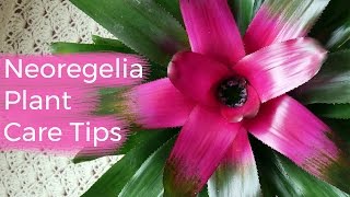 Neoregelia Plant Care Tips The Bromeliad With The Striking Foliage  Joy Us Garden [upl. by Palgrave]