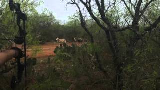 Texas Dall Ram Bow Kill  Kill Shot Only [upl. by Gittle]