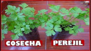 APRENDE A COSECHAR  CORTAR PLANTAS DE PEREJIL CULTIVADAS EN MACETAS [upl. by Shama]