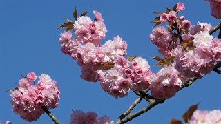 Japanische Zierkirsche Prunus serrulata [upl. by Nwadrebma]