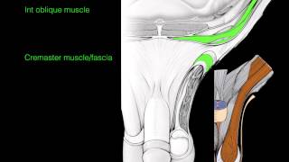 Inguinal canal amp Spermatic cord [upl. by Glenden60]