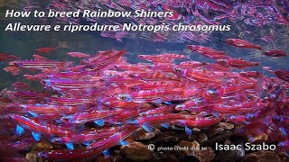 How to breed Rainbow Shiners  Allevare e riprodurre Notropis chrosomus  zio pesce blog  acquari [upl. by Gwendolyn]