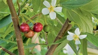 Growing the Strawberry Tree Muntingia calabura [upl. by Tugman]