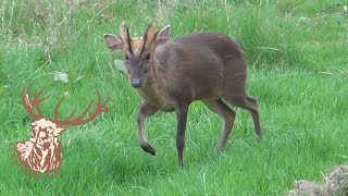 MUNTJAC BUCK CALLING [upl. by Esmond]