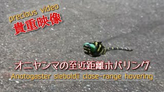 【貴重映像】「Anotogaster sieboldii」 オニヤンマのホバリング【precious video】It looks like its stopped hovering [upl. by Oj]