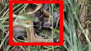 Azgar Snake Attacks Nilgai  Caught on Camera [upl. by Aronid]