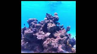 New Reef Cam in Tiaia Mo’orea  Coral Gardeners [upl. by Alyhs262]