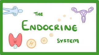 Testes an endocrine gland location hormones and functions [upl. by Mel]