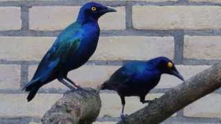 Purple Glossy starlings in aviculture [upl. by Ycniuqal]