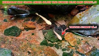 AKHIRNYA Dapat Channa Limbata Golden Langka  Mancing Ikan Channa Limbata Golden Disungai [upl. by Eboj]