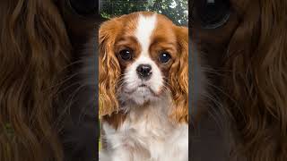 Puppy Cavalier King Charles Spaniel Growing Up [upl. by Nevram43]