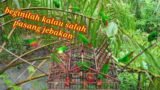 B1S4 JUGA DAPAT POIN WALAU S4L4H PASANG JEBAKAN BURUNG SERINDIT NYA  BIRD TRAP PARROT [upl. by Zat665]