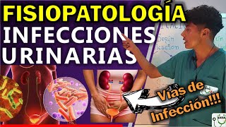 INFECCIÓN URINARIA FISIOPATOLOGÍA  GuiaMed [upl. by Aem]