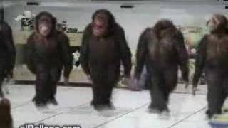 Monkey Dancing Dabkeh Funny [upl. by Vaientina]