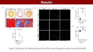 Prophylactic supplementation with Bifidobacterium infantis attenuates cardiac ischemia [upl. by Ayotyal]