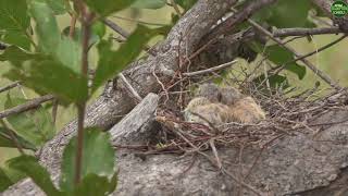 Moment of the Week Dove Chicks Cuddling in Their Nest [upl. by Brock572]