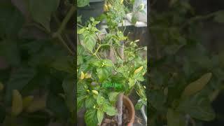 Growing chillies on the terrace chillies terracegarden vegetables kerala growingvegetables [upl. by Cedell]