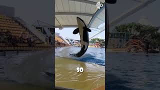 Why Do Captive Orcas Eat Ice Marine Park Diets 🐳💦 [upl. by Anawait]